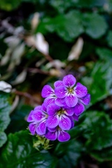 Francoa appendiculata