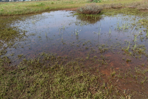 Pauridia aquatica (Pauridia aquatica)
