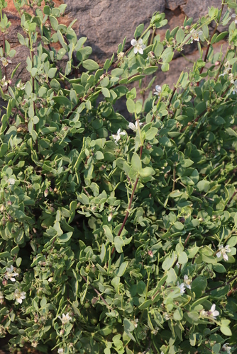 Image of Scaly Twinleaf (Roepera leptopetala) by (c) Tony Rebelo, some rights reserved (CC BY-SA)