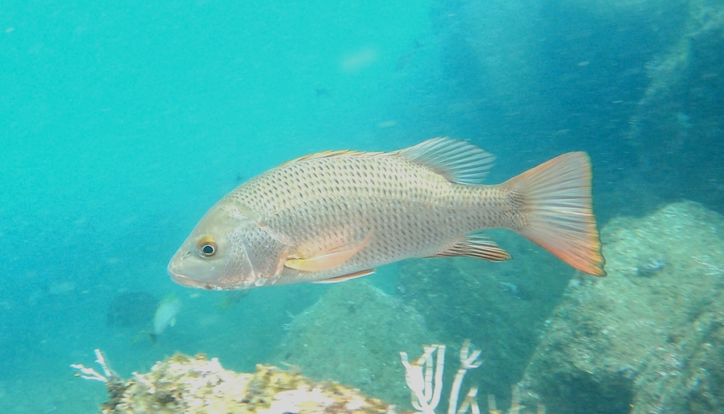 Colorado Snapper