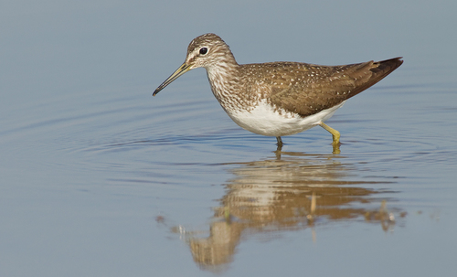 Foto de Green Sandpiper