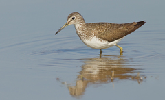 Green Sandpiper photo 2