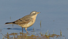 Water Pipit - Photo (c) Paul Cools, some rights reserved (CC BY-NC), uploaded by Paul Cools