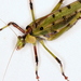 32-spotted Katydid - Photo (c) Victor W Fazio III, some rights reserved (CC BY-NC), uploaded by Victor W Fazio III