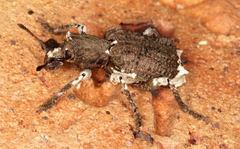 Aesiotes leucurus