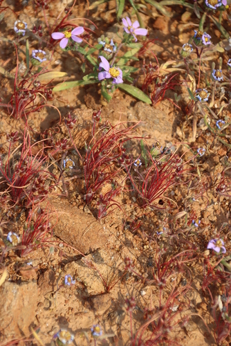 Cape Plantain (Plantago capillaris)