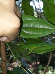 Dioscorea transversa
