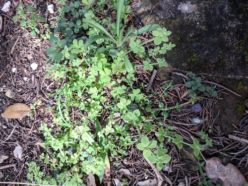 Image of Galium texense by (c) Alison Northup, some rights reserved (CC BY)