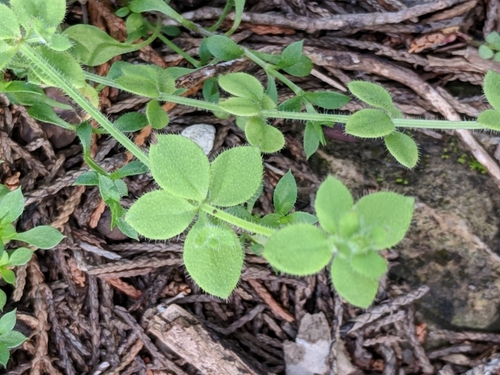 Image of Galium texense by (c) Alison Northup, some rights reserved (CC BY)