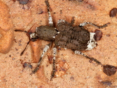 Aesiotes leucurus