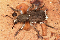 Aesiotes leucurus