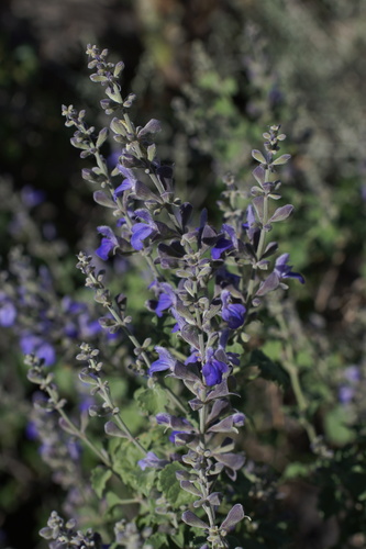 Image of Salvia pinguifolia by (c) Lyrae, some rights reserved (CC BY)
