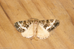 Pseudocoremia lactiflua