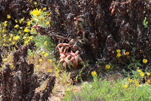 Image of Aloe pearsonii by (c) Tony Rebelo, some rights reserved (CC BY-SA)