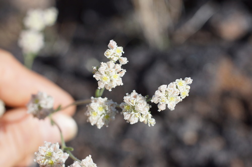 Image of Eriogonum abertianum by (c) Lyrae, some rights reserved (CC BY)