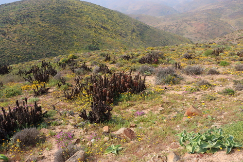 Image of Aloe pearsonii by (c) Tony Rebelo, some rights reserved (CC BY-SA)