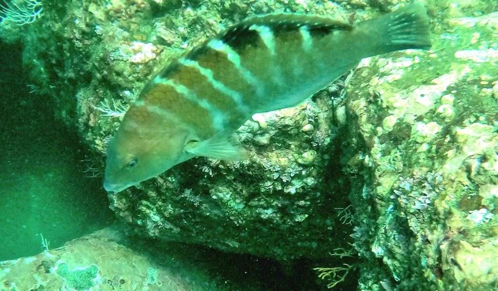 Banded Wrasse
