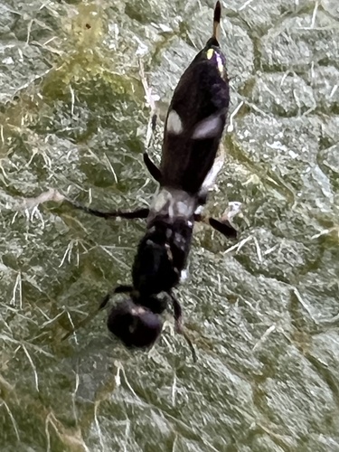 Zaischnopsis coenotea