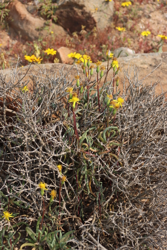 Image of Senecio aloides by (c) Tony Rebelo, some rights reserved (CC BY-SA)