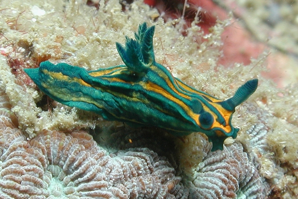 Roboastra tentaculata