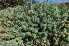 Euphorbia glauca