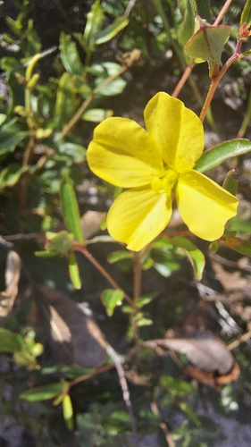 Image of Savannah Primrose-Willow (Ludwigia virgata) by (c) Athena Philips, some rights reserved (CC BY)