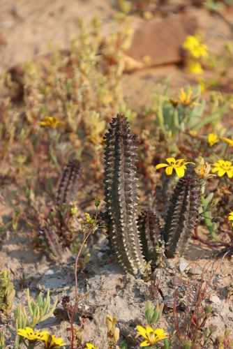 Image of Richtersveld Ghaap (Richtersveldia columnaris) by (c) Tony Rebelo, some rights reserved (CC BY-SA)
