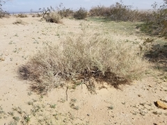 Atriplex canescens laciniata