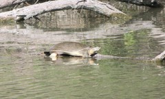 Apalone spinifera guadalupensis