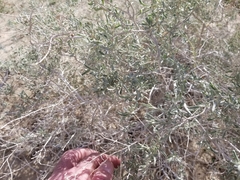 Atriplex canescens laciniata