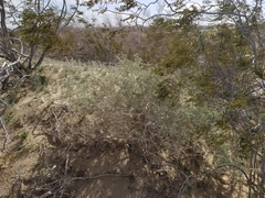 Atriplex canescens laciniata