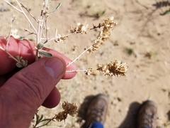 Atriplex canescens laciniata