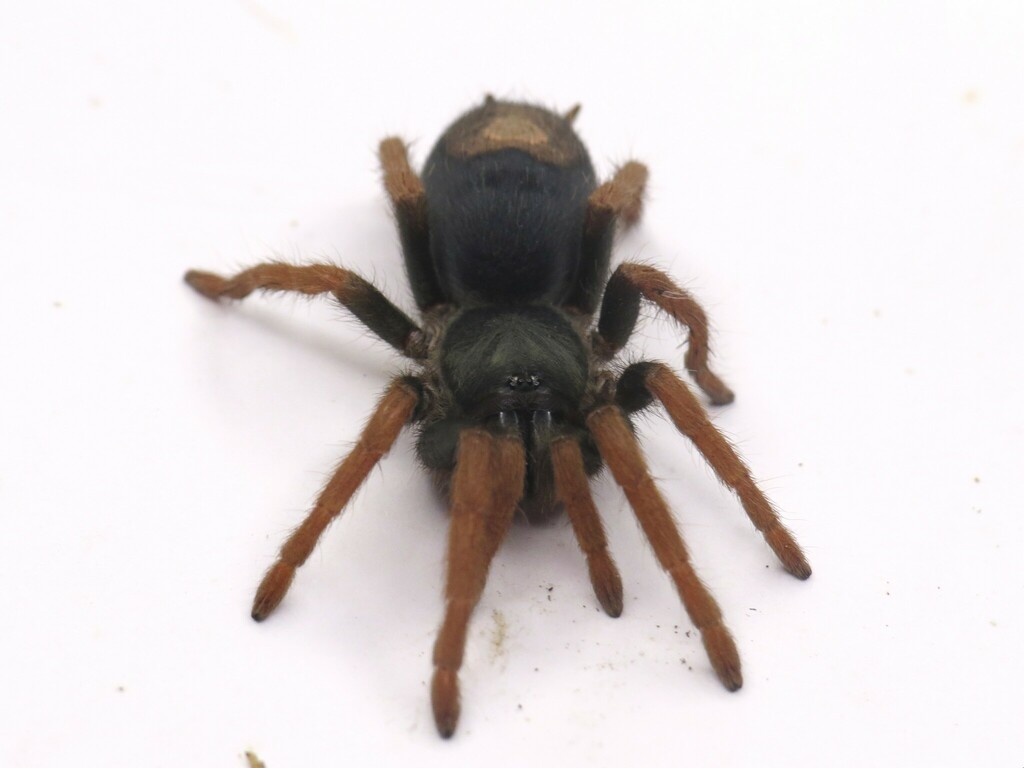 Dwarf Pink Leg Tarantula