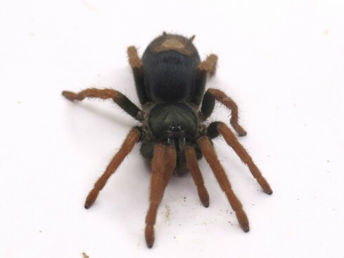 Dwarf Pink Leg Tarantula