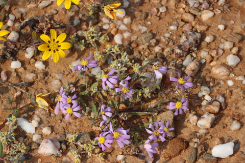 Desert Cudweed (Helichrysum leontonyx)