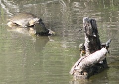 Apalone spinifera guadalupensis