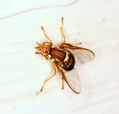 Bactrocera tryoni