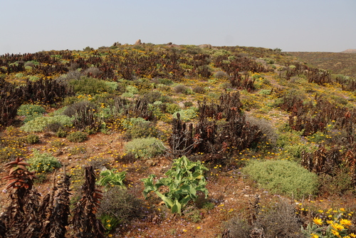 Image of Aloe pearsonii by (c) Tony Rebelo, some rights reserved (CC BY-SA)