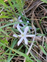 Androstephium coeruleum