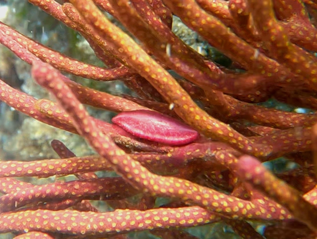 Simnia avena