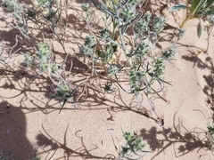 Johnstonella costata