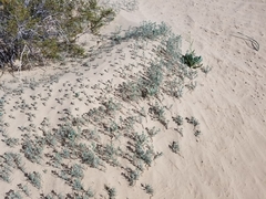 Johnstonella costata