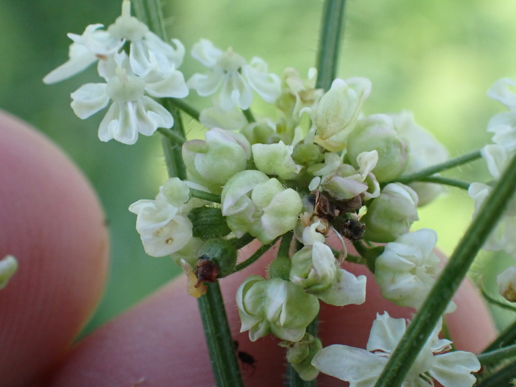 Contarinia nicolayi