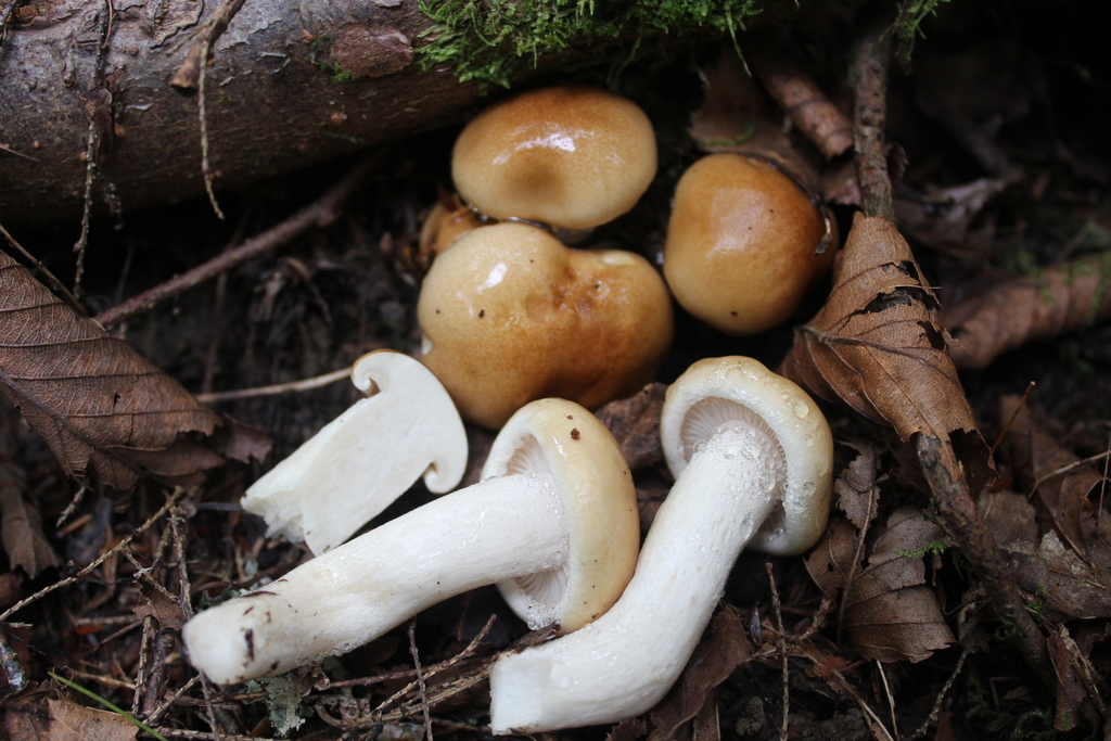 Hygrophorus subg. Colorati