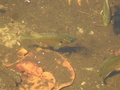 Lepomis punctatus