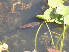 Astronotus ocellatus