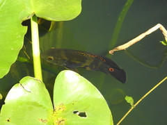 Astronotus ocellatus