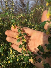 Ribes quercetorum