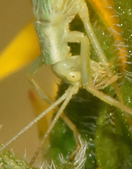 Oecanthus quadripunctatus