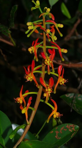Souroubea guianensis